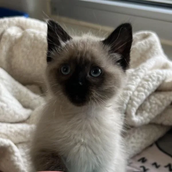 A baby medium-sized female Domestic Short Hair cat named Calissa for adoption in Silverdale, WA