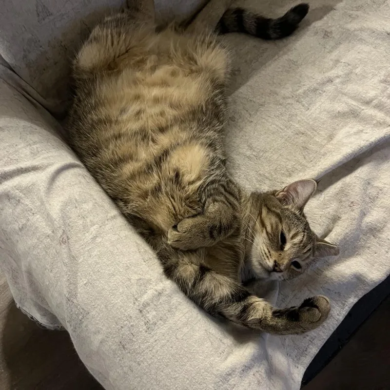 Tabby Angie Bonded Hamster thumbnail 2