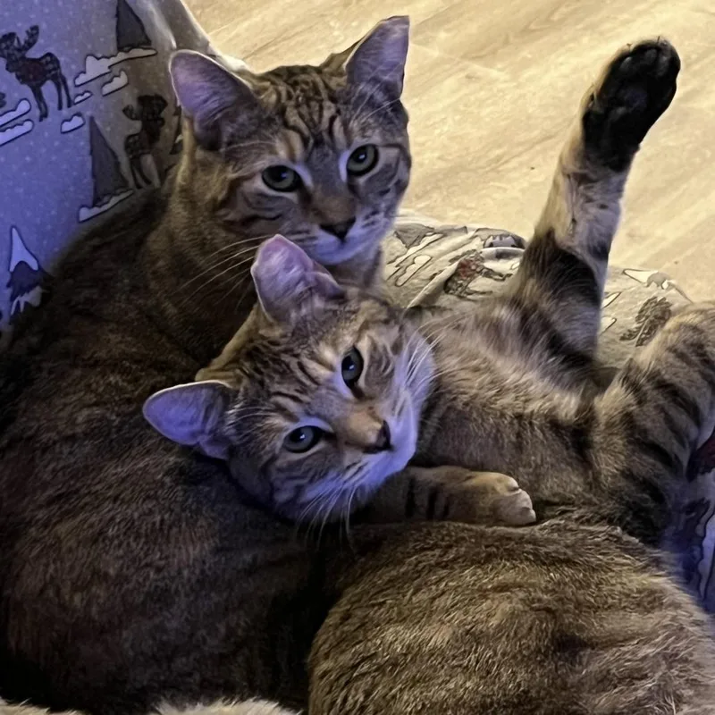 Tabby Angie Bonded Hamster thumbnail 3