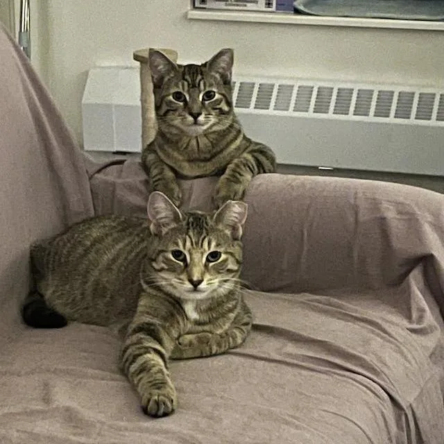 Tabby Angie Bonded Hamster thumbnail 4