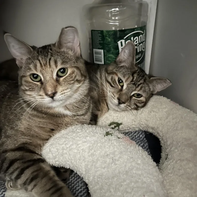 Tabby Angie Bonded Hamster thumbnail 5