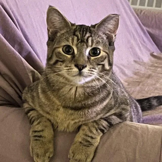 Tabby Angie Bonded Hamster thumbnail 6