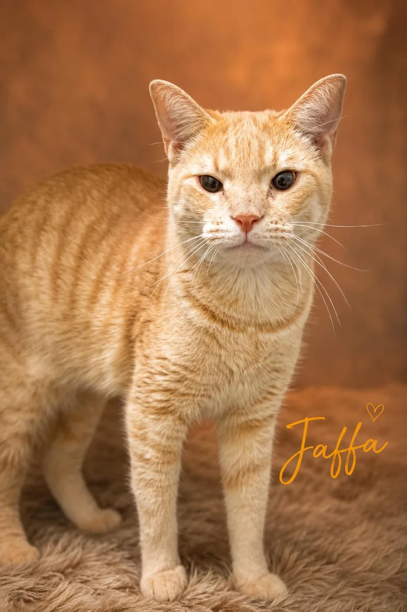 An adult large-sized male Tabby (Buff / Tan / Fawn) Tabby cat named Jaffa for adoption in Greenville, DE