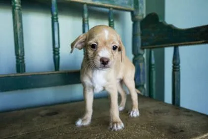 A baby small-sized male Chihuahua dog named Gourd for adoption in San Antonio, TX