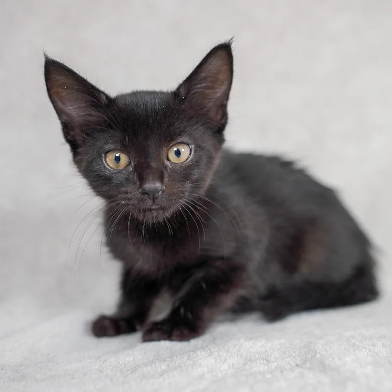 A baby small-sized female Black Domestic Short Hair cat named Snap for adoption in Sunnyvale, CA