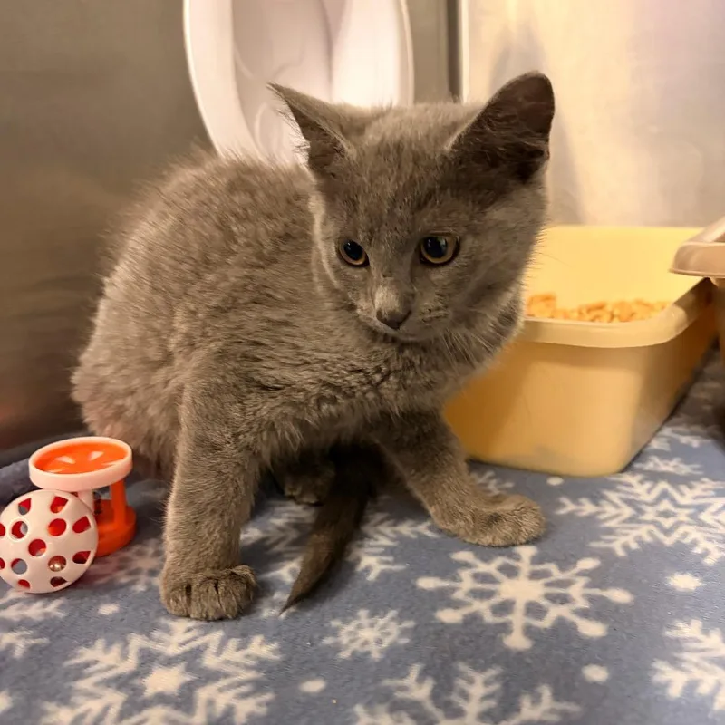 A baby small-sized male Gray / Blue / Silver Domestic Short Hair cat named Gravy for adoption in Franklin, NC