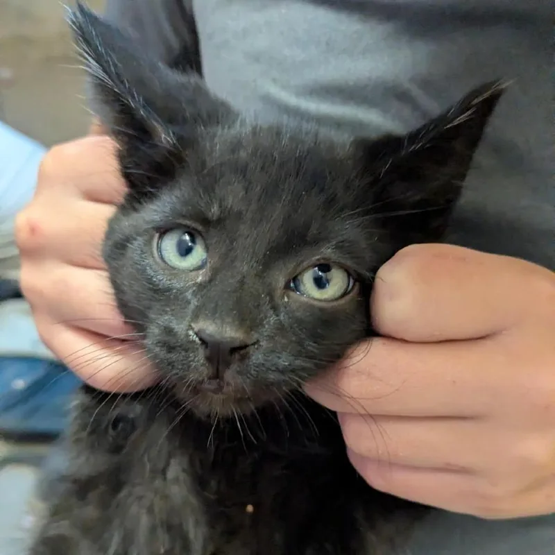 A baby small-sized male Black Domestic Short Hair cat named Junior for adoption in Rochester, MN