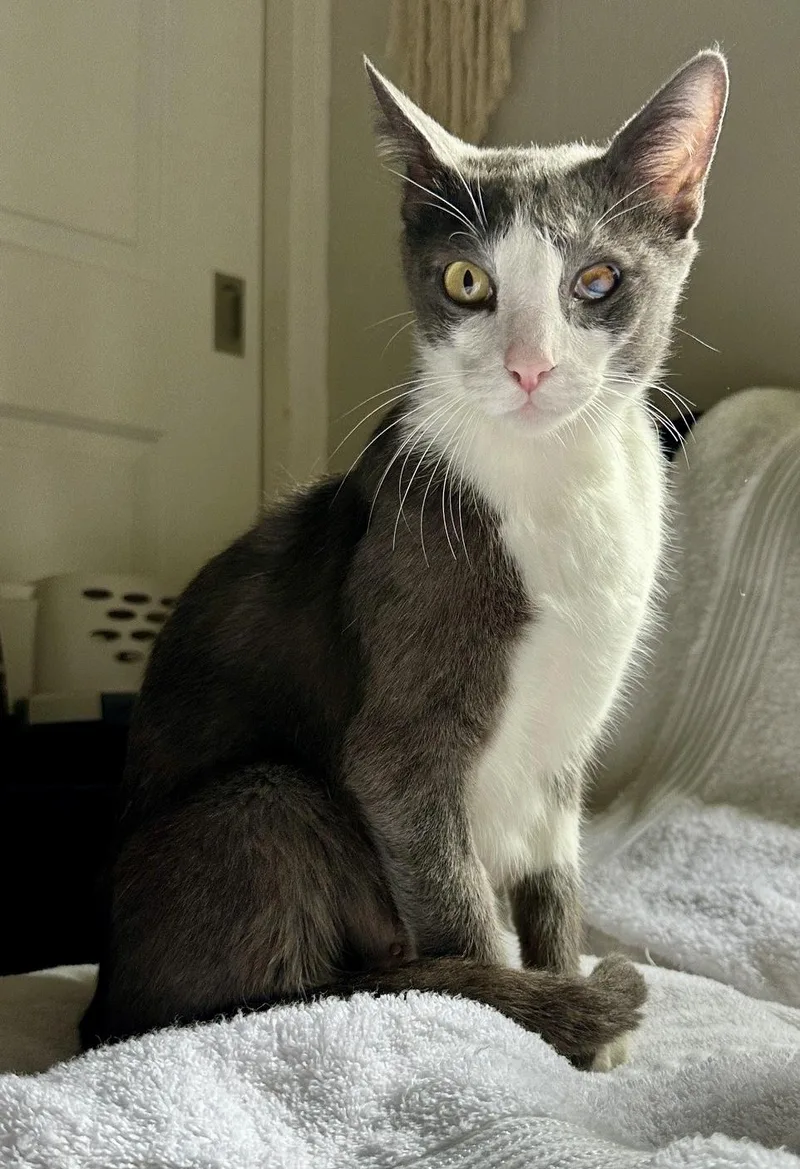 An adult medium-sized female Gray & White Domestic Short Hair cat named Sterling for adoption in San Juan Capistrano, CA