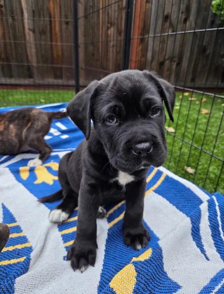 A baby large-sized male Black Labrador Retriever dog named Tanky for adoption in Pleasant Hill, CA
