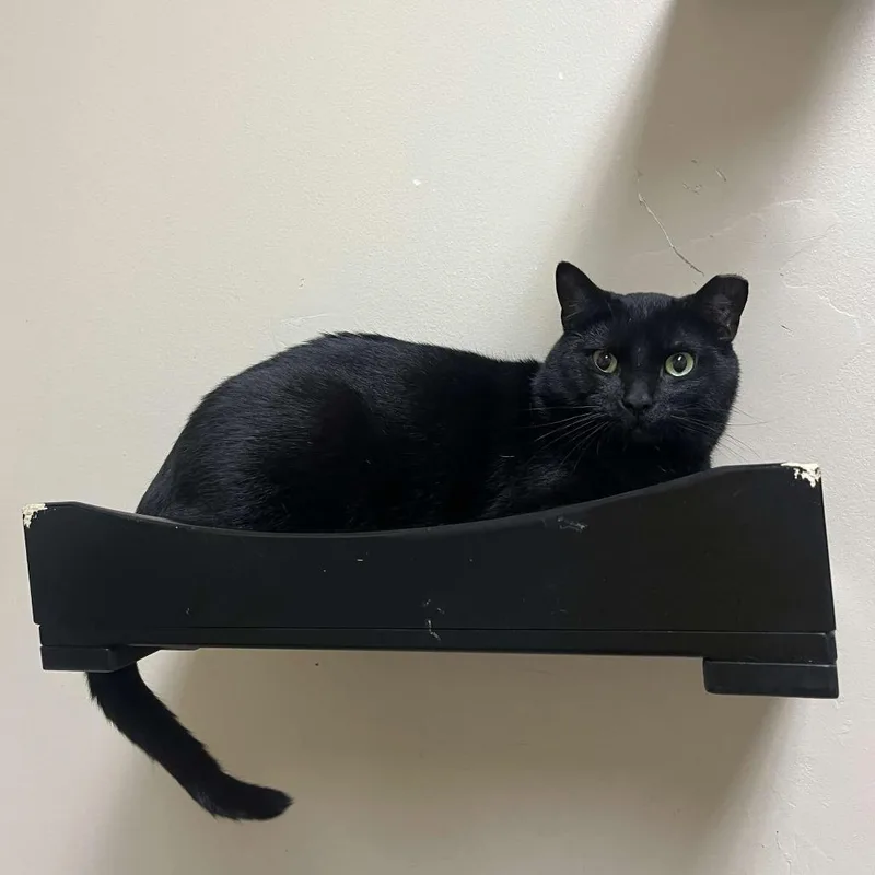 An adult large-sized male Black Domestic Short Hair cat named Jigsaw for adoption in Medina, OH
