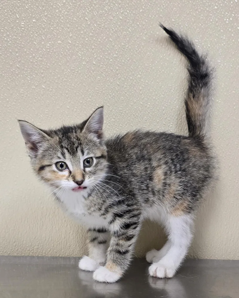 A baby medium-sized male Domestic Short Hair cat named Winnie for adoption in Brainerd, MN