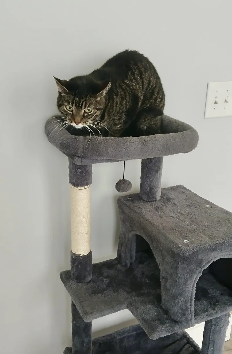 An adult medium-sized female Tabby (Brown / Chocolate) Tabby cat named Kiki for adoption in Cincinnati, OH