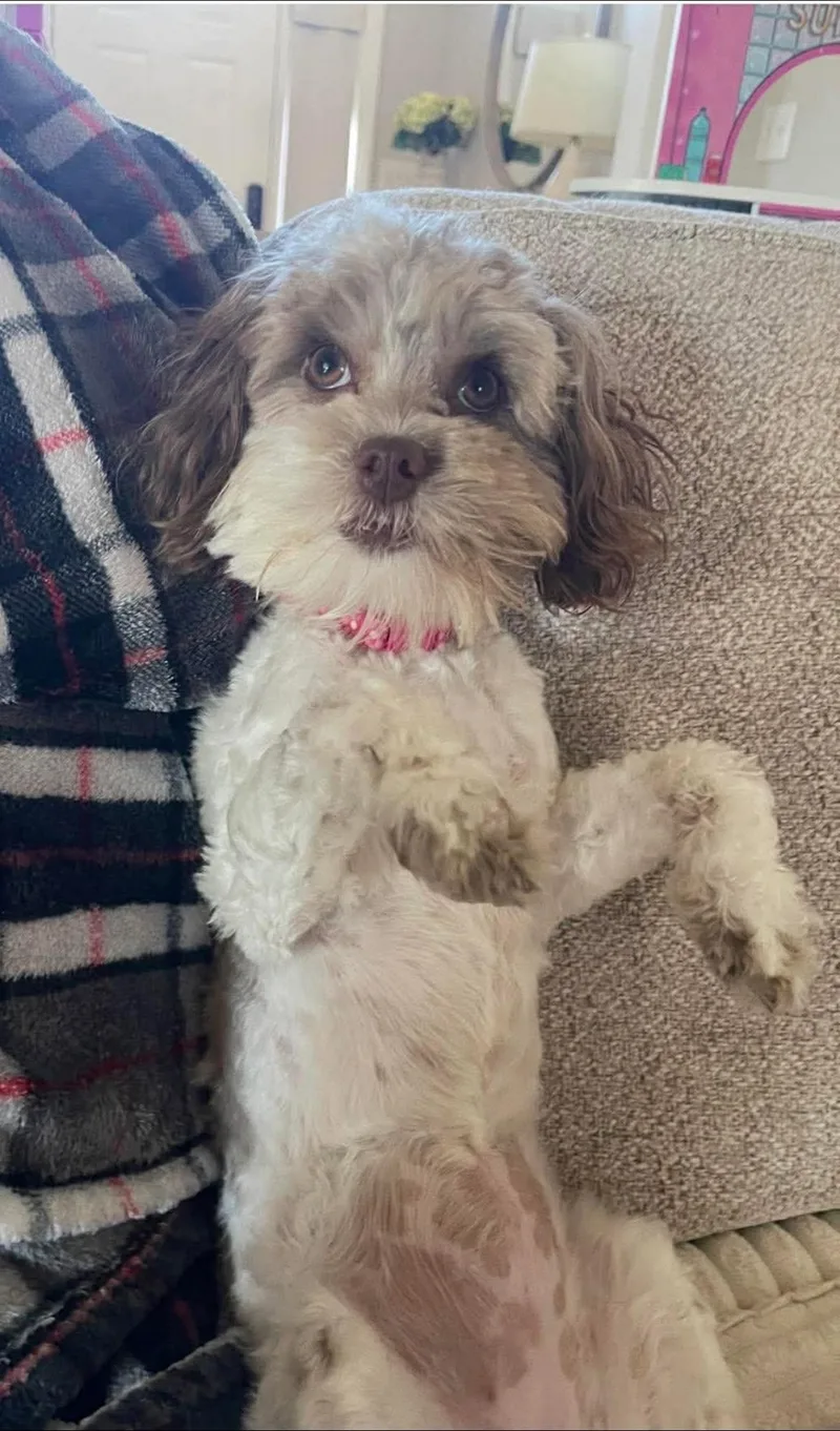 An adult small-sized female Havanese dog named Brandy for adoption in Anniston, AL
