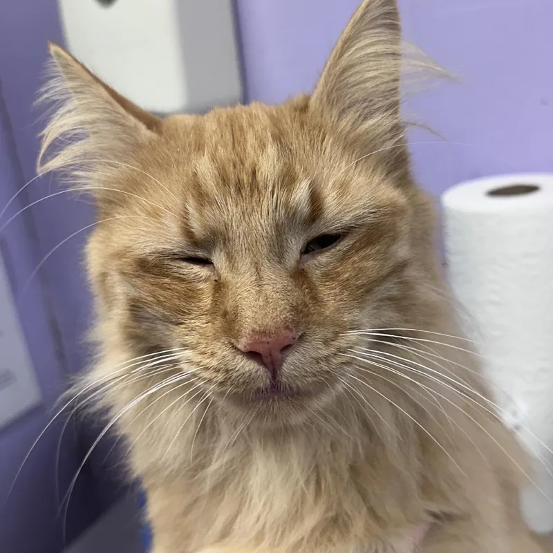 An adult large-sized male Orange / Red Domestic Long Hair cat named Tato for adoption in St Joseph, MO