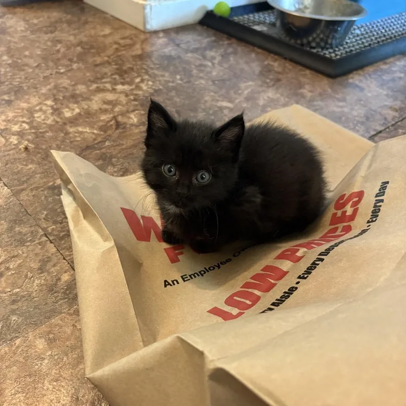 A baby small-sized female Black Domestic Short Hair cat named Fluff for adoption in Ferndale, WA
