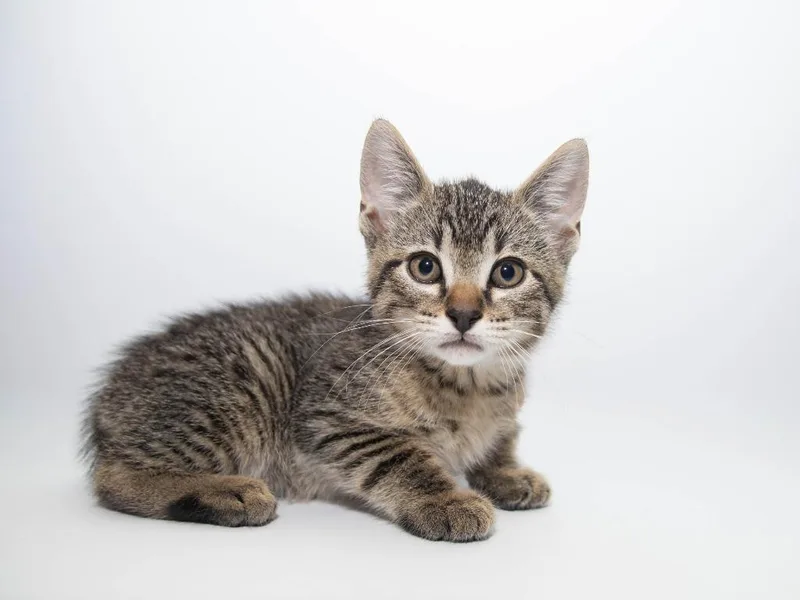 A baby medium-sized male Domestic Short Hair cat named Boudin for adoption in Lansing, KS