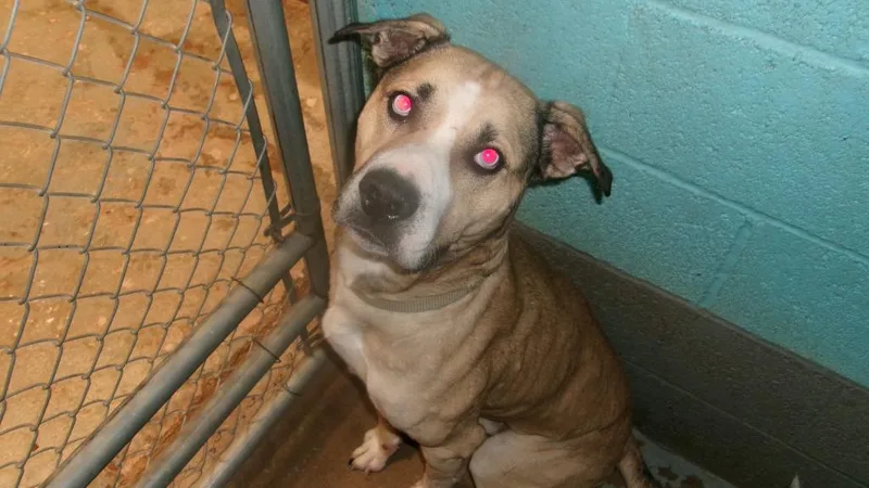 An adult large-sized male Shepherd dog named Max for adoption in Winslow, AZ
