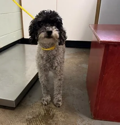 An adult small-sized female Miniature Poodle dog named Natasha for adoption in Red Bluff, CA
