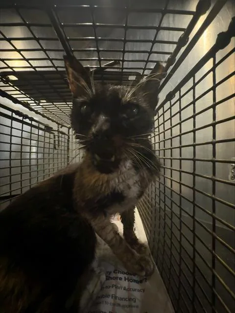 An adult small-sized female Domestic Short Hair cat named Dala for adoption in San Antonio, TX
