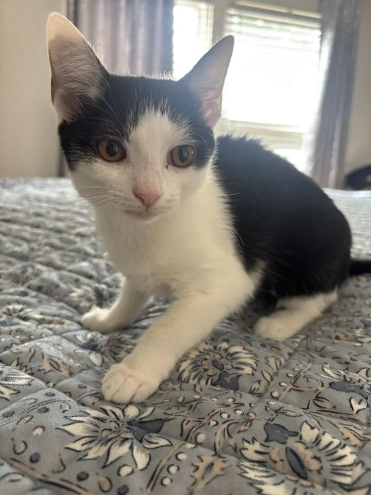A baby small-sized female Black & White / Tuxedo Domestic Short Hair cat named Luna for adoption in Salisbury, NC