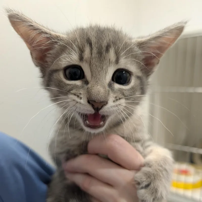 A baby small-sized female Gray / Blue / Silver Domestic Short Hair cat named Honeydew for adoption in Winston Salem, NC