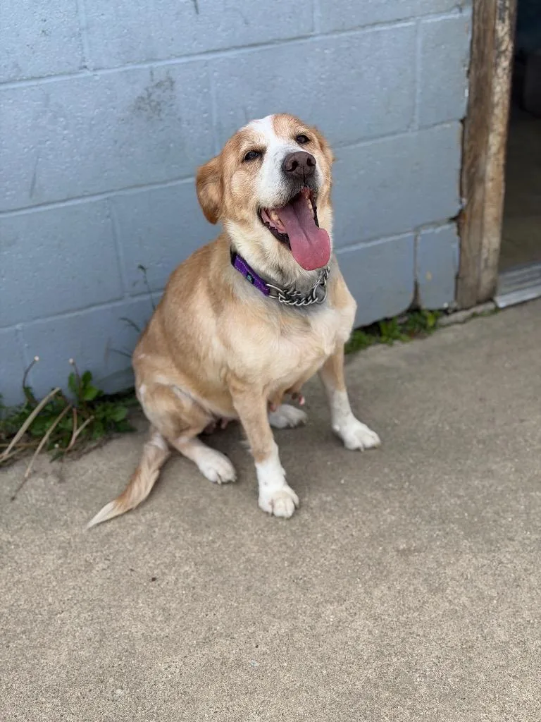 A senior medium-sized female Mixed Breed dog named Pipa for adoption in Olean, NY