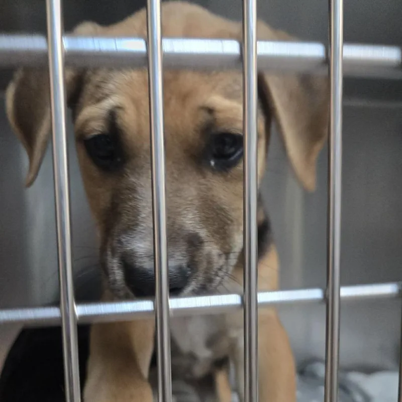 A baby small-sized female American Bulldog dog named Chef's Special for adoption in Austin, TX