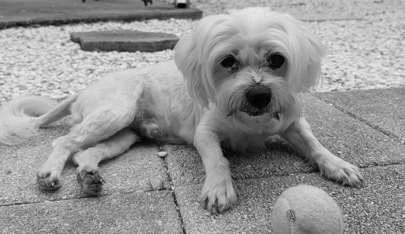 A senior small-sized male Shih Tzu dog named Fluffy for adoption in Bradenton, FL