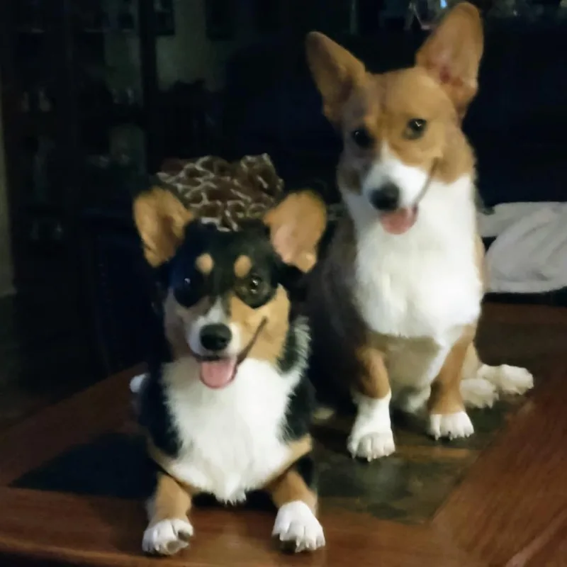 An adult small-sized female Black Corgi dog named Graci for adoption in Huntsville, AL
