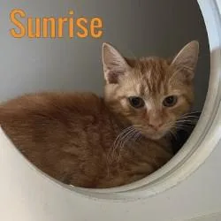 A young medium-sized female Tabby (Orange / Red) Domestic Short Hair cat named Sunrise for adoption in Pleasantville, NJ