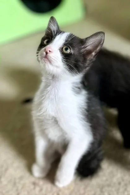 A baby small-sized male Black Domestic Short Hair cat named Rhubarb for adoption in Kansas City, MO
