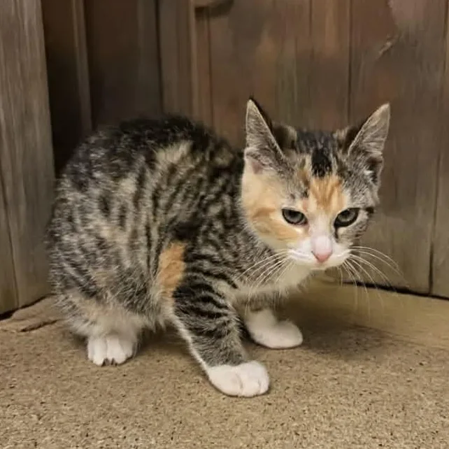 A young medium-sized female Brown / Chocolate Domestic Short Hair cat named Brittany for adoption in Xenia , OH