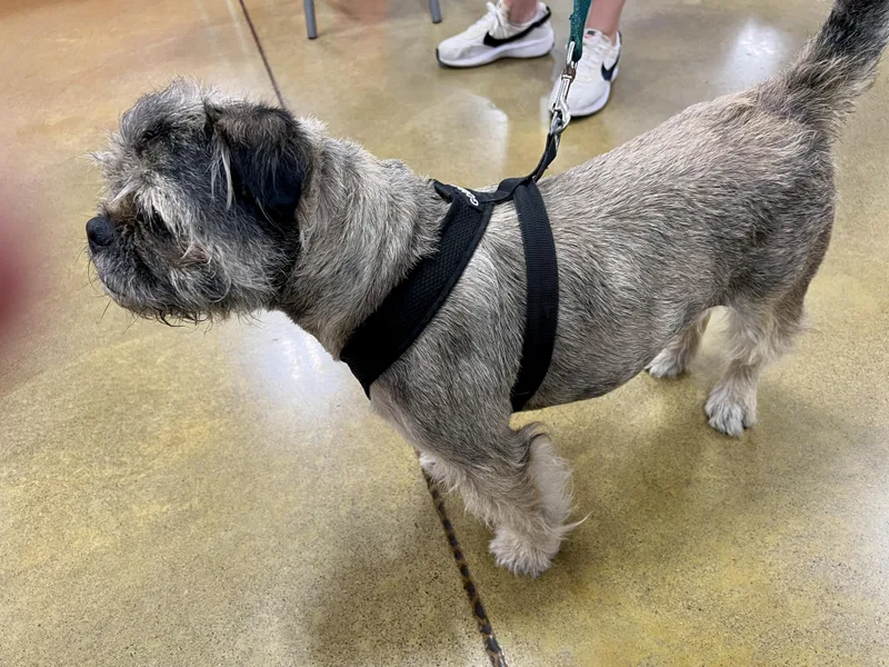 Ravioli – Happy Little thumbnail 2