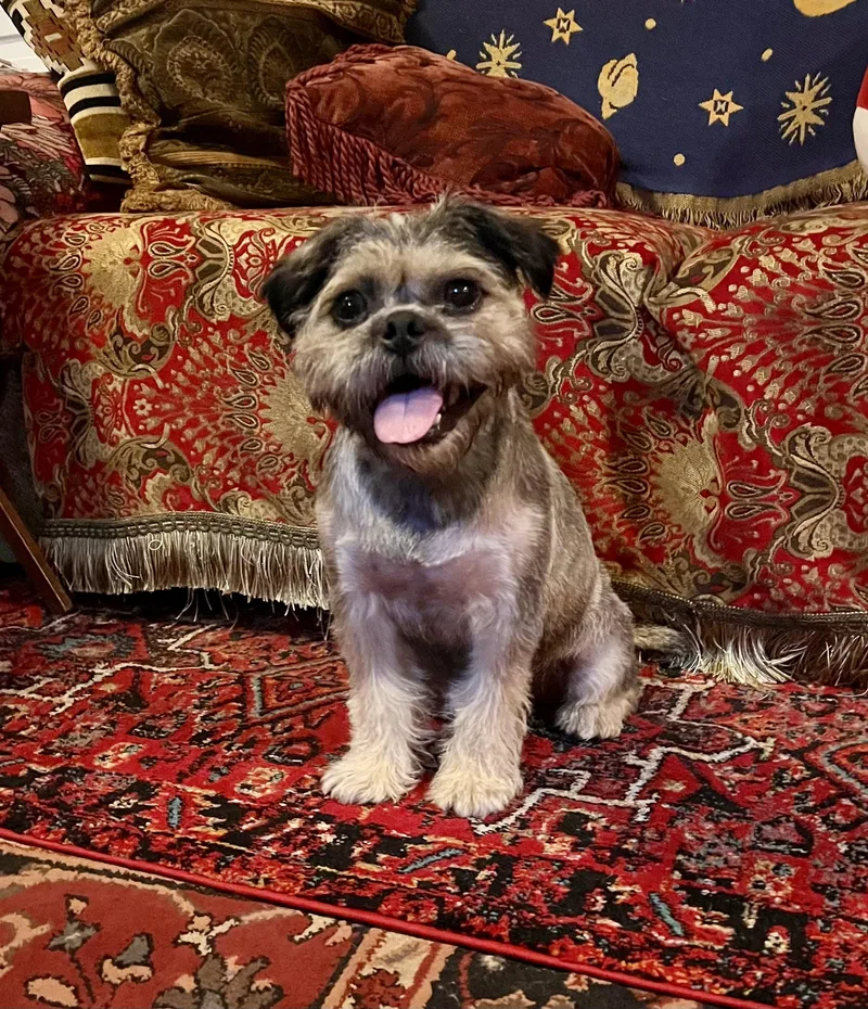 Ravioli – Happy Little thumbnail 3