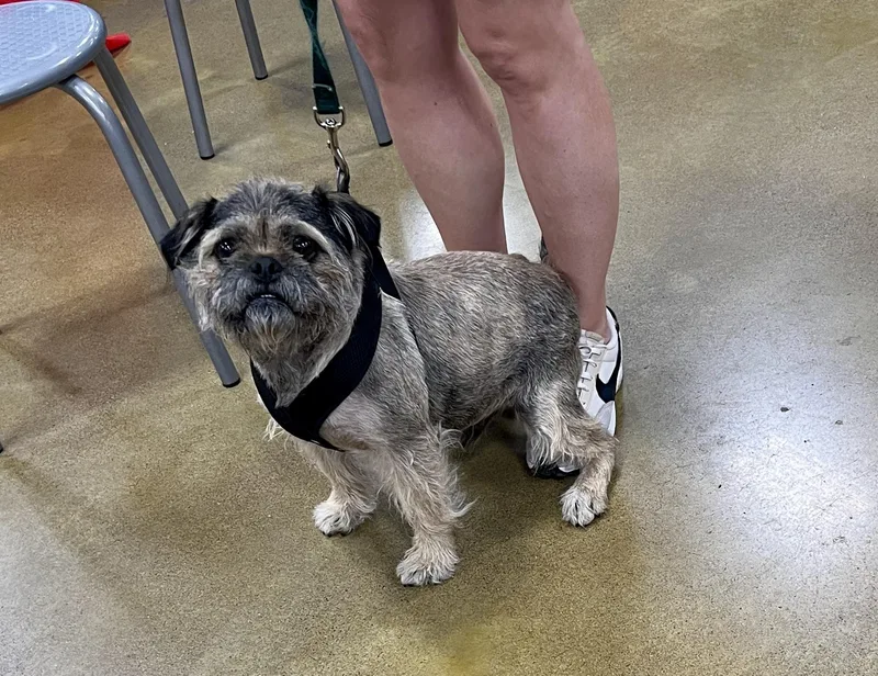 Ravioli – Happy Little thumbnail 4