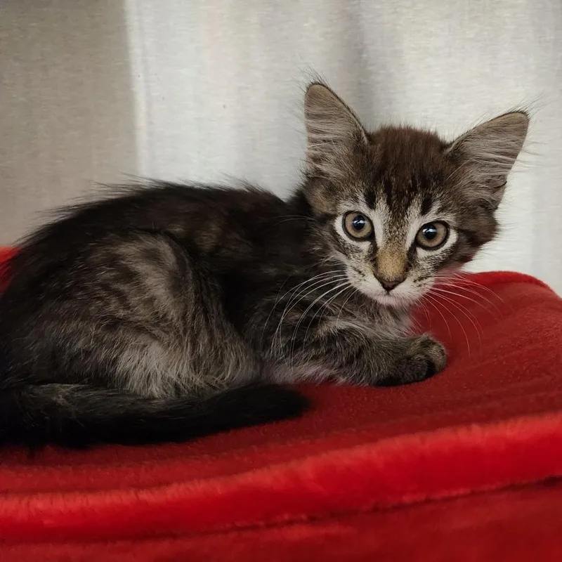 A baby small-sized female Brown / Chocolate Domestic Medium Hair cat named Tam for adoption in Fort Wayne, IN