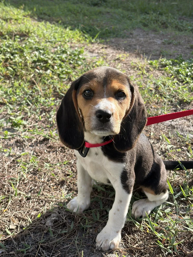 A baby medium-sized female Beagle dog named Davenport Pup Candy for adoption in Tampa, FL