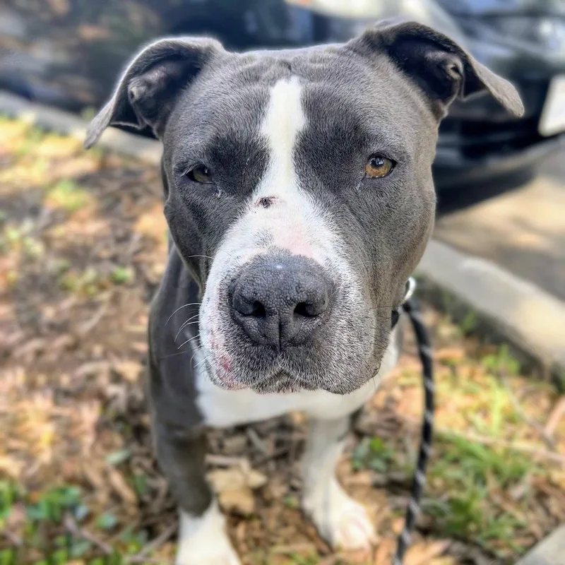 An adult large-sized female Pit Bull Terrier dog named Inari for adoption in Oakland, CA