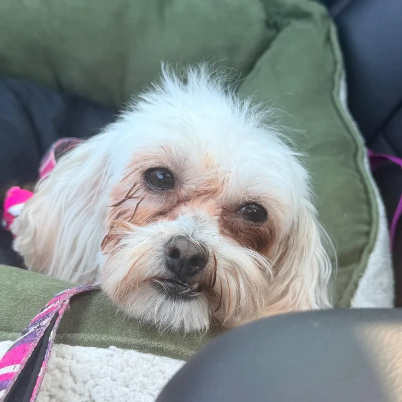 An adult small-sized female Maltese dog named Pearl for adoption in St. Charles, MO