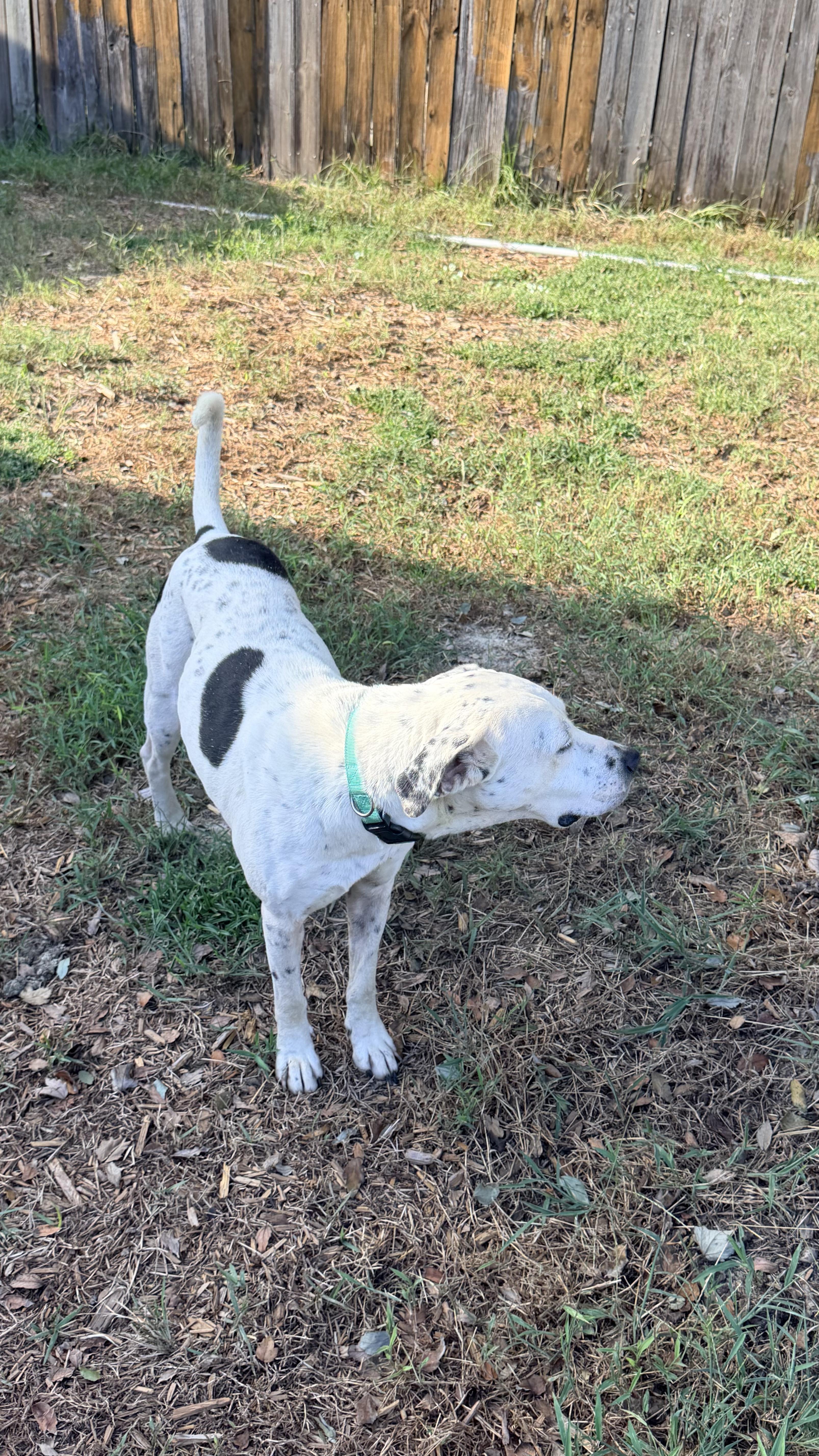 An adult medium-sized female Dalmatian dog named Petra for adoption in Nahunta, GA