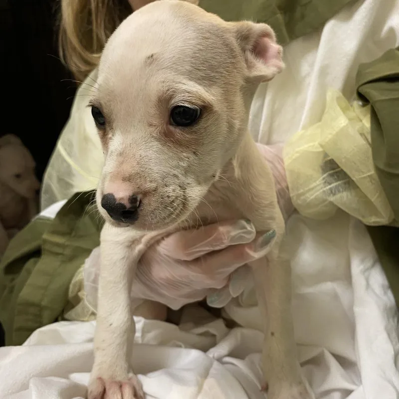 A baby small-sized female White / Cream Mixed Breed dog named Everest for adoption in Lynchburg, VA