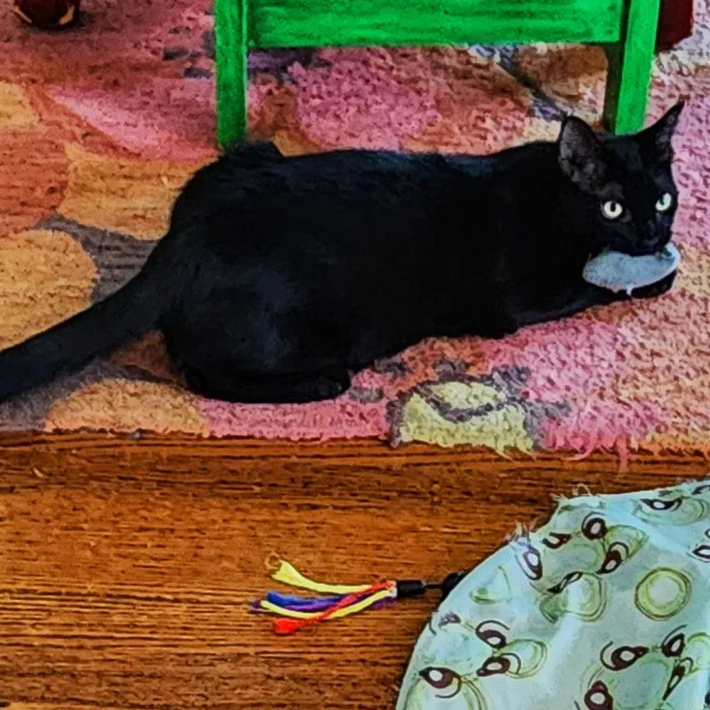 A young small-sized male Black Domestic Long Hair cat named Manny for adoption in Los Angeles, CA