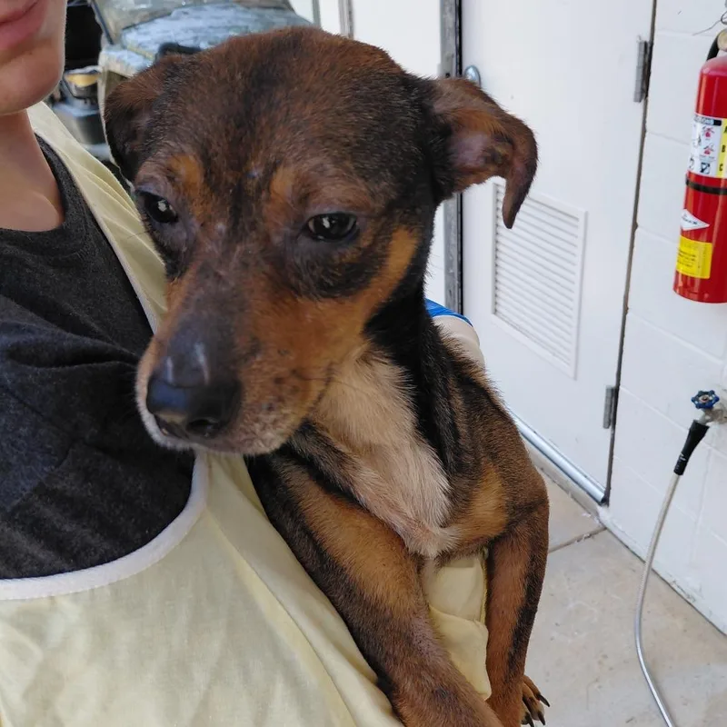 An adult small-sized male Black Mixed Breed dog named Zeus for adoption in LOXAHATCHEE, FL