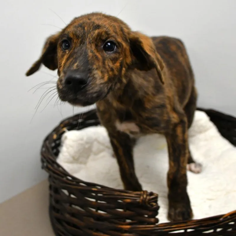 A baby small-sized female Brindle Mountain Cur dog named Jenelle for adoption in Beaumont, TX