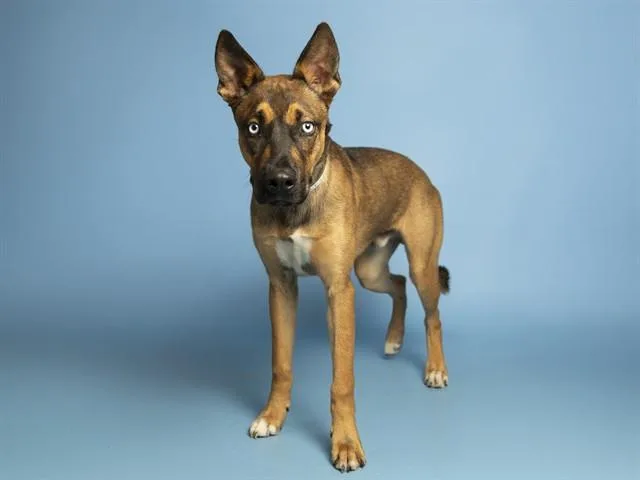 Bruno