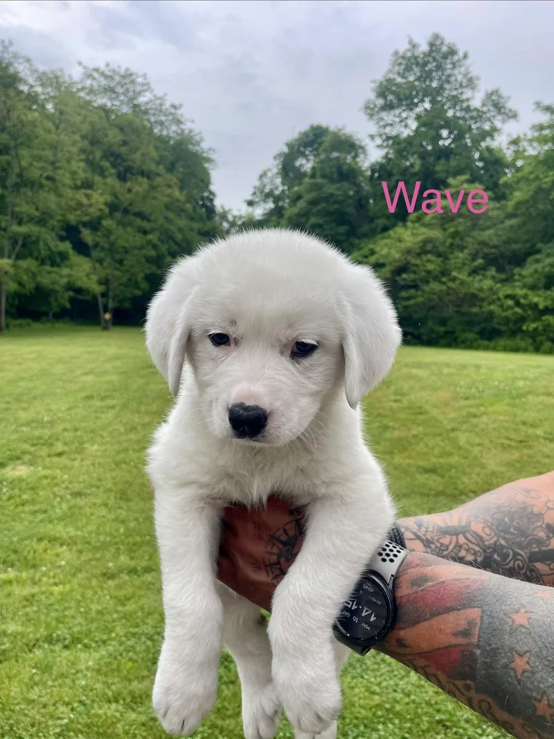 Wave