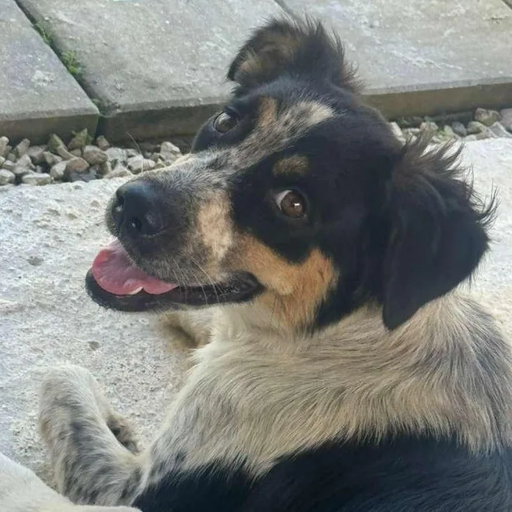 An adult medium-sized female Tricolor (Brown, Black, & White) Spaniel dog named Patty  The Precious! for adoption in Carolina, PR