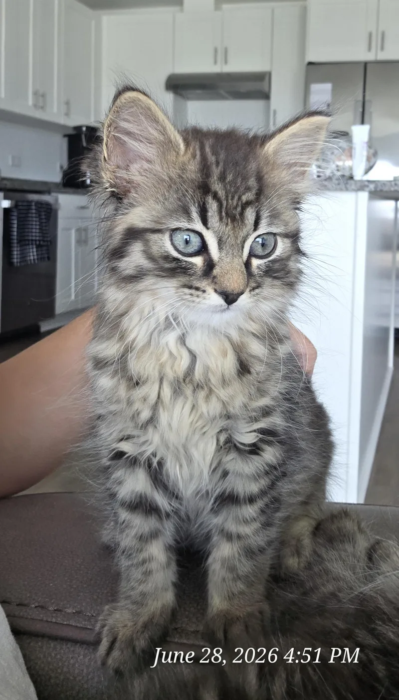 A baby medium-sized male Tabby (Brown / Chocolate) Domestic Long Hair cat named Titan for adoption in Wyandotte, MI