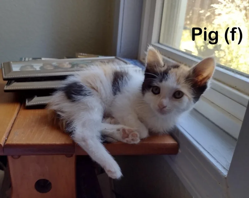A baby small-sized female Domestic Short Hair cat named Pig for adoption in Dixon, CA