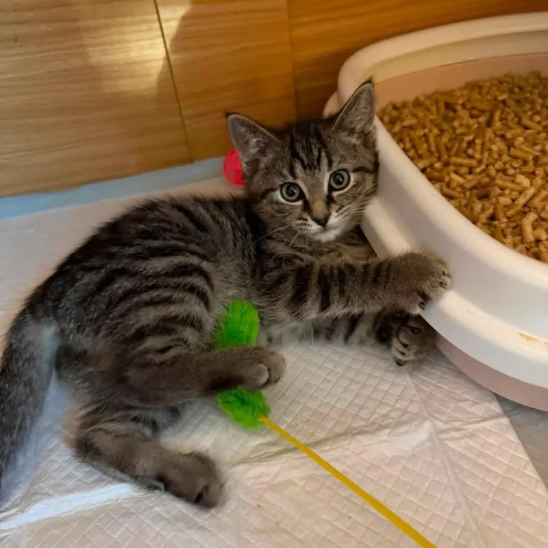 A baby small-sized female Brown / Chocolate Domestic Medium Hair cat named Candy Land for adoption in Mentor, OH